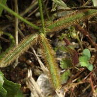 Calopogonium mucunoides Desv.